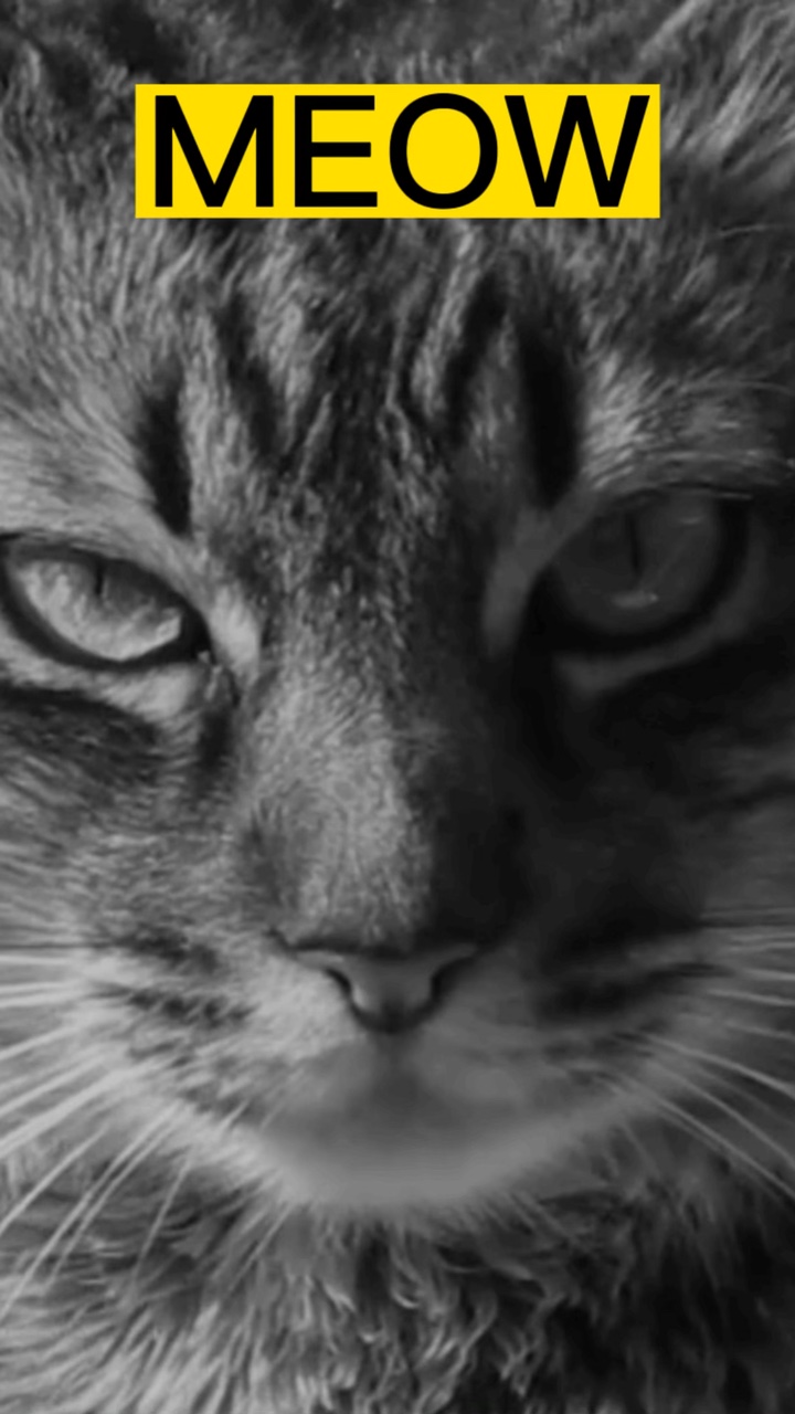 Miau