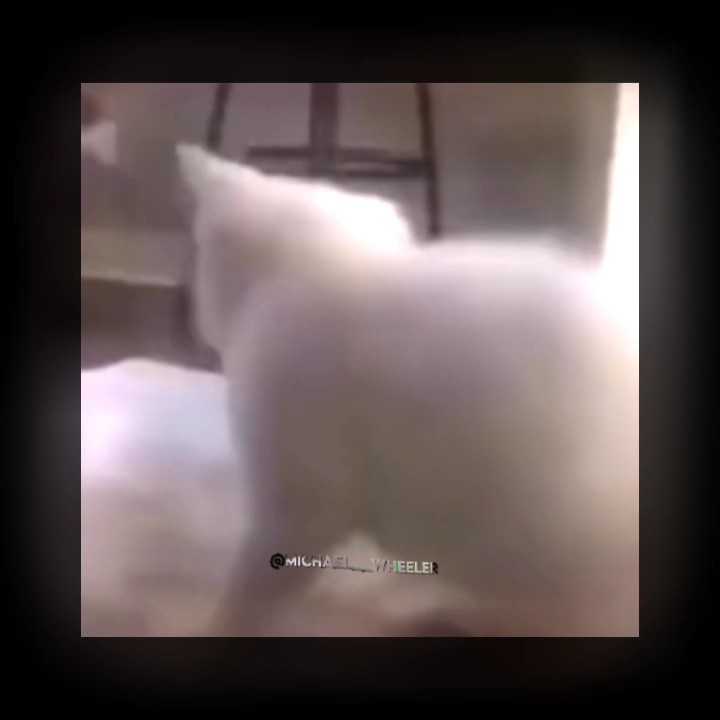 chat dansant Modifier