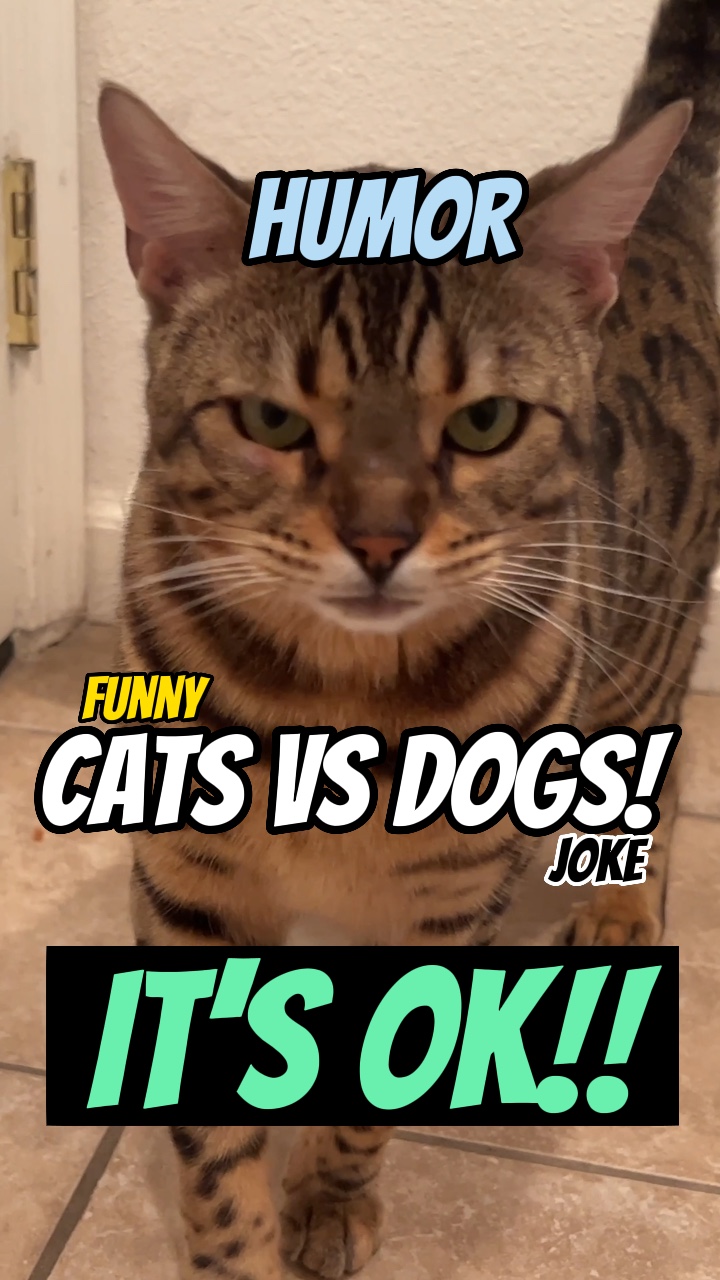 Katzen gegen Hunde! 