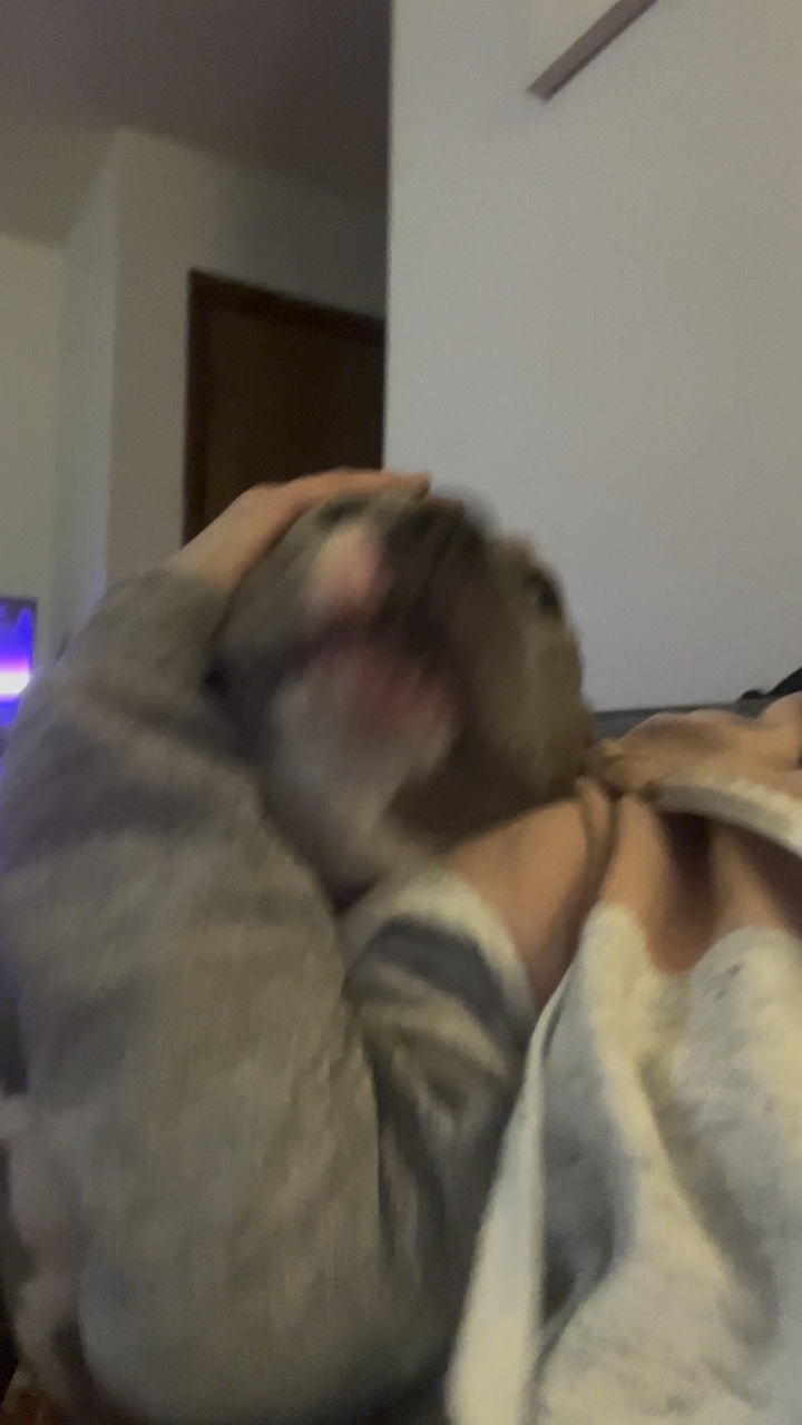 Dueño De Perro