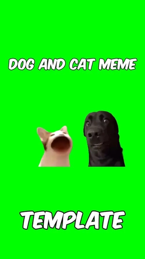 Mème chien et chat 