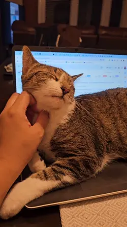 Ronroneo Cat Benito