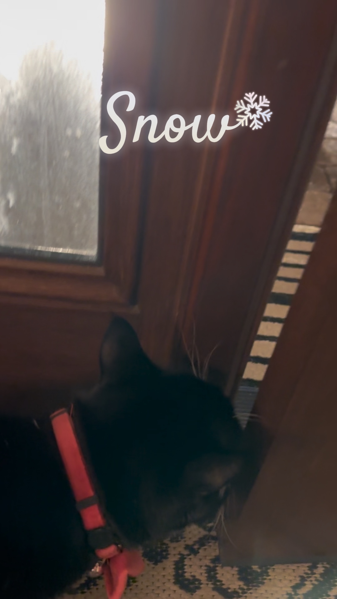 Gato da neve curioso 