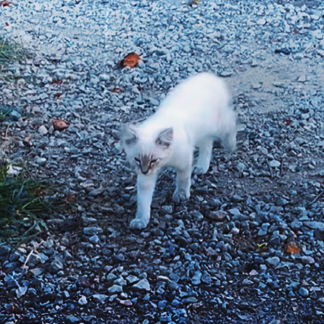 Sunting kucing saya -!!