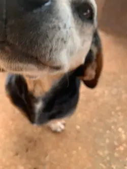 doguinhos🐶❤️