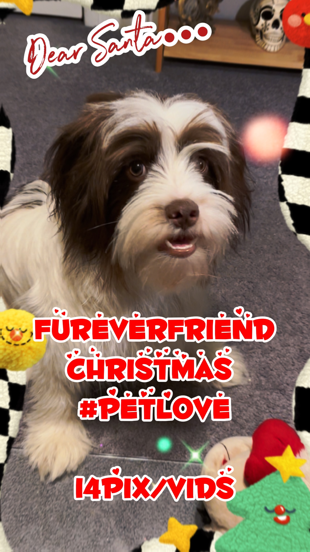 애완동물🐶🙀크리스마스 🎄