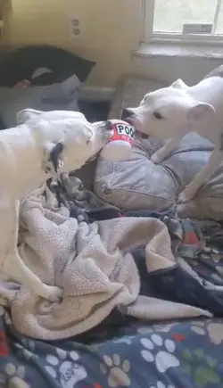 dog tug 