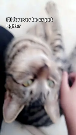 Cat version