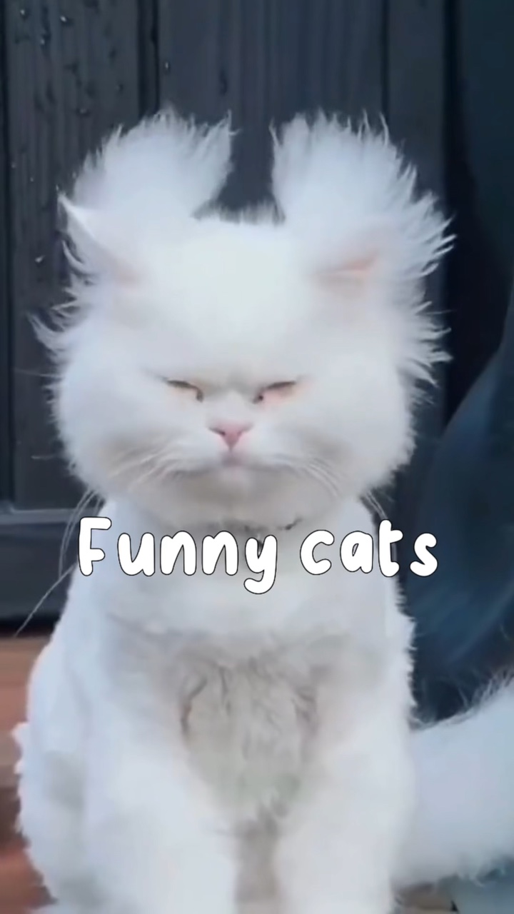 Lustige Katzen 