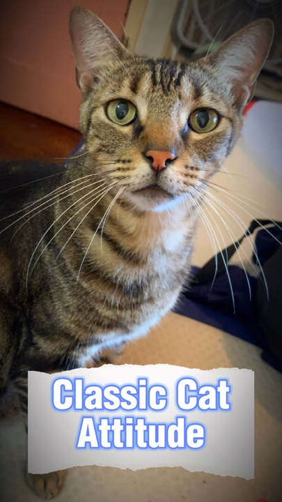 Attitude de chat classique