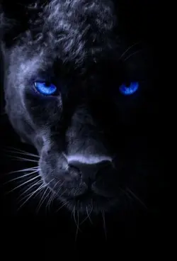 black panter