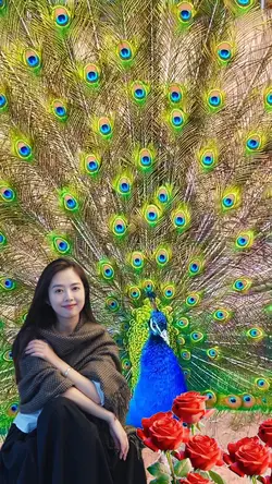 Beautiful peacock