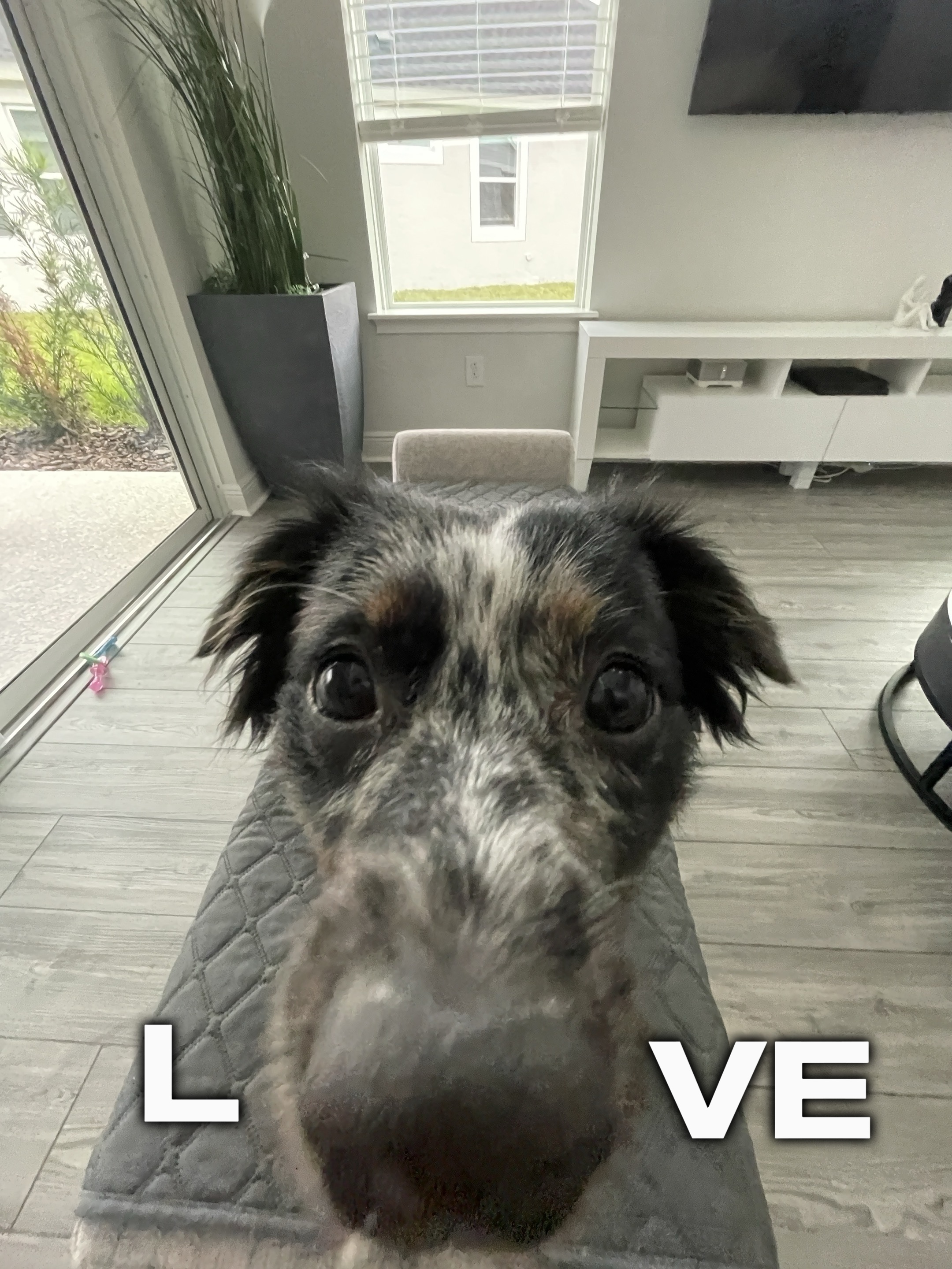 PERRITO