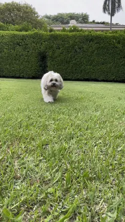 Passeio Pet