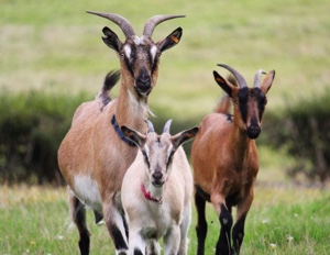 Tres cabras