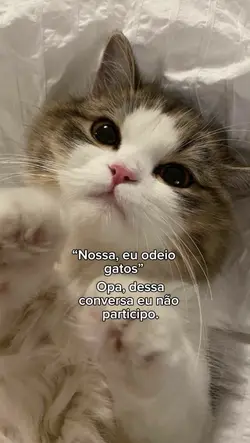 “odeio gatos”