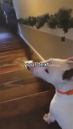 Dog stairs meme