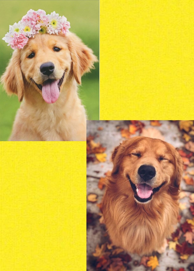 Golden And Black