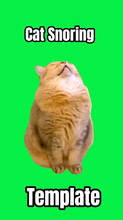 Meme roncando de gato