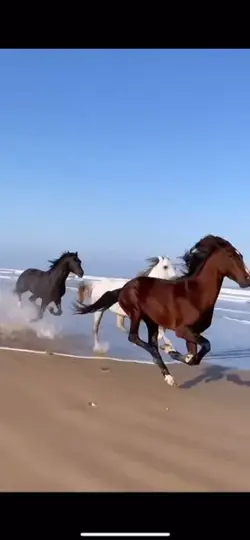 Saddlebreds 😍