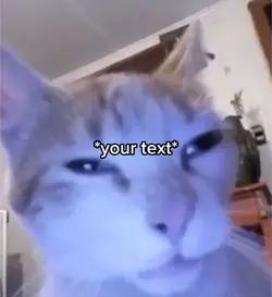 Cat meme