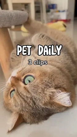pet daily