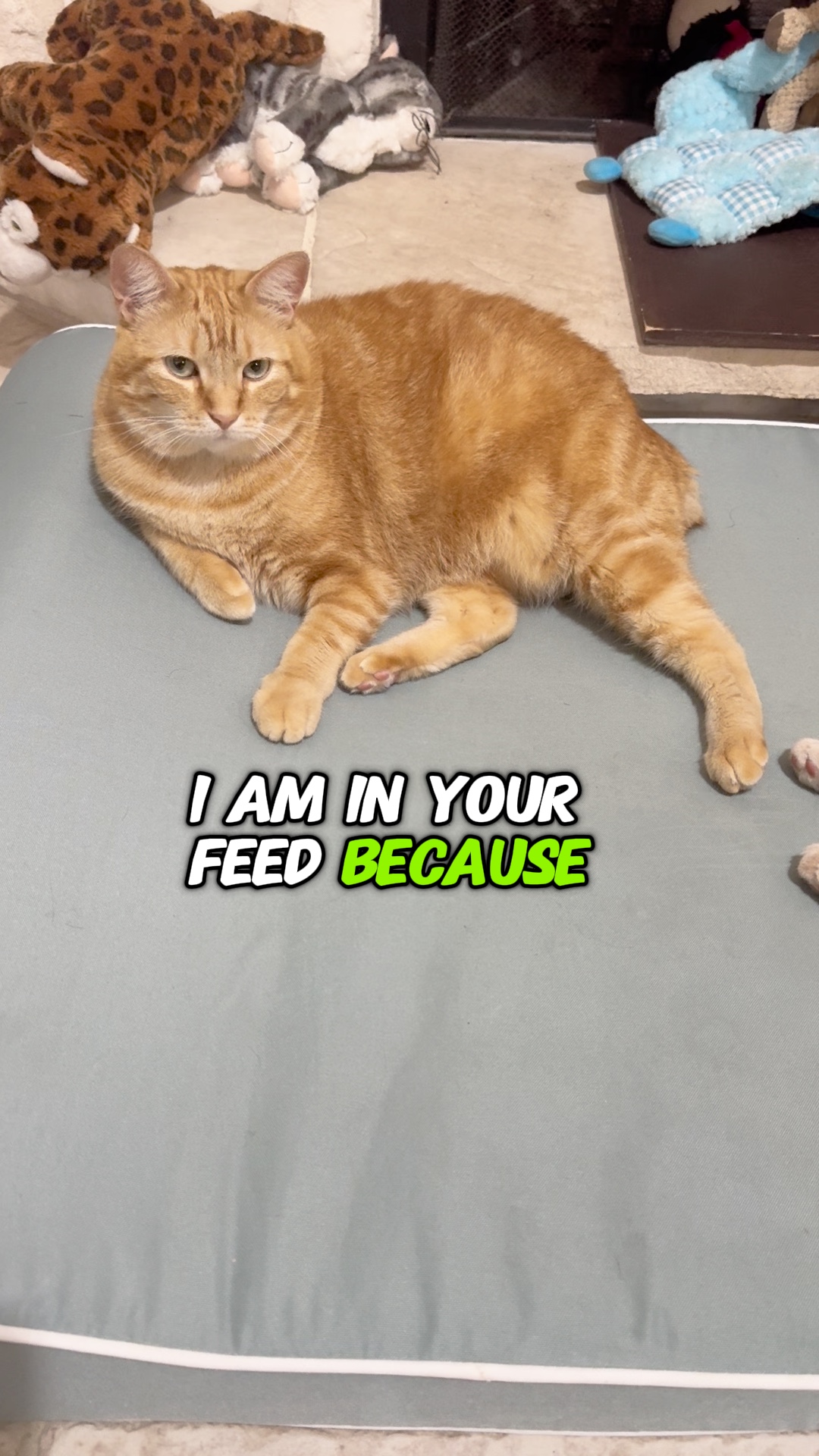 kedi sever 