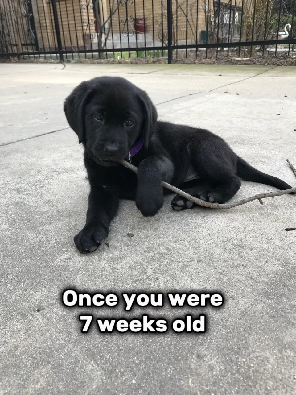 Happy birthday nala!