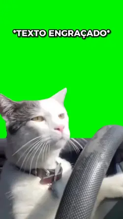 MEME GATO DIRIGINDO