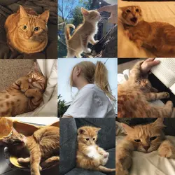 ginger+black cat duo