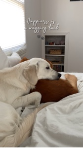 행복 🐾