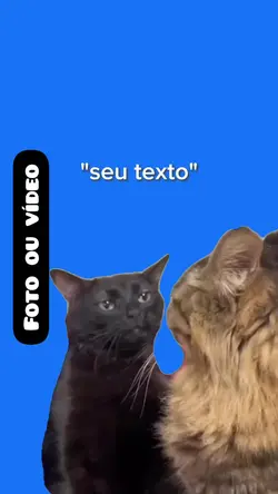 TREND DOS GATINHOS 