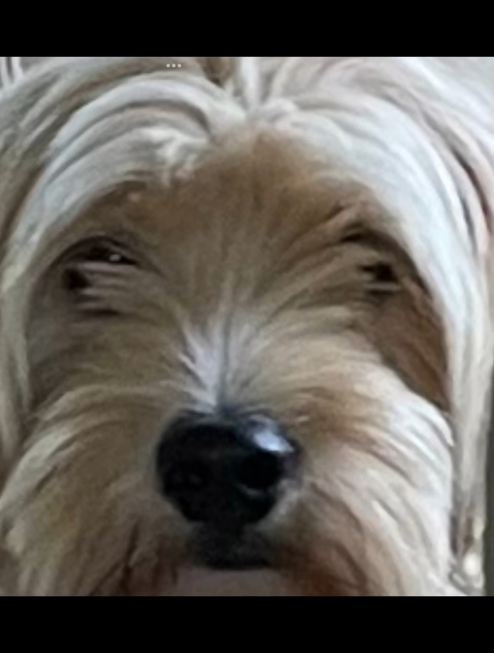 Cachorro engraçado