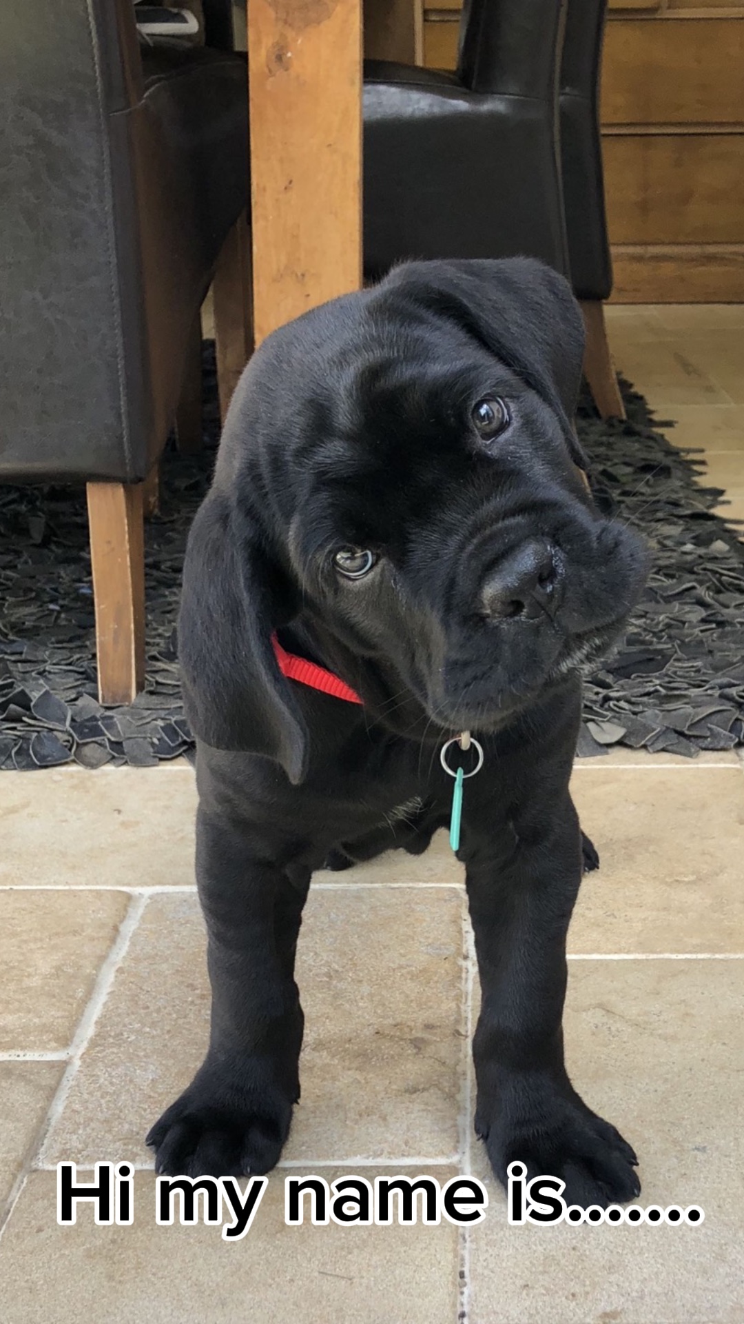 Welpe leuchtet auf🐶🐾