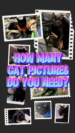 Cat pictures 
