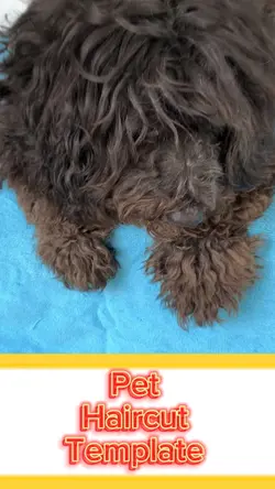 Haircut template 