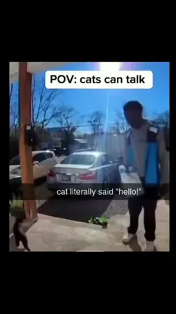 Cats can talk :O