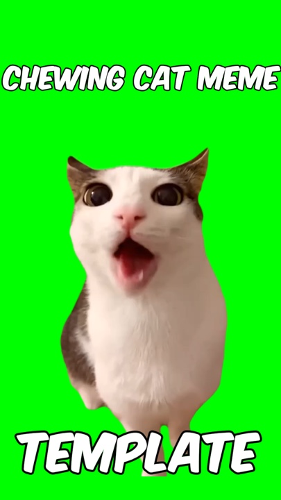 Mème de chat à mâcher 