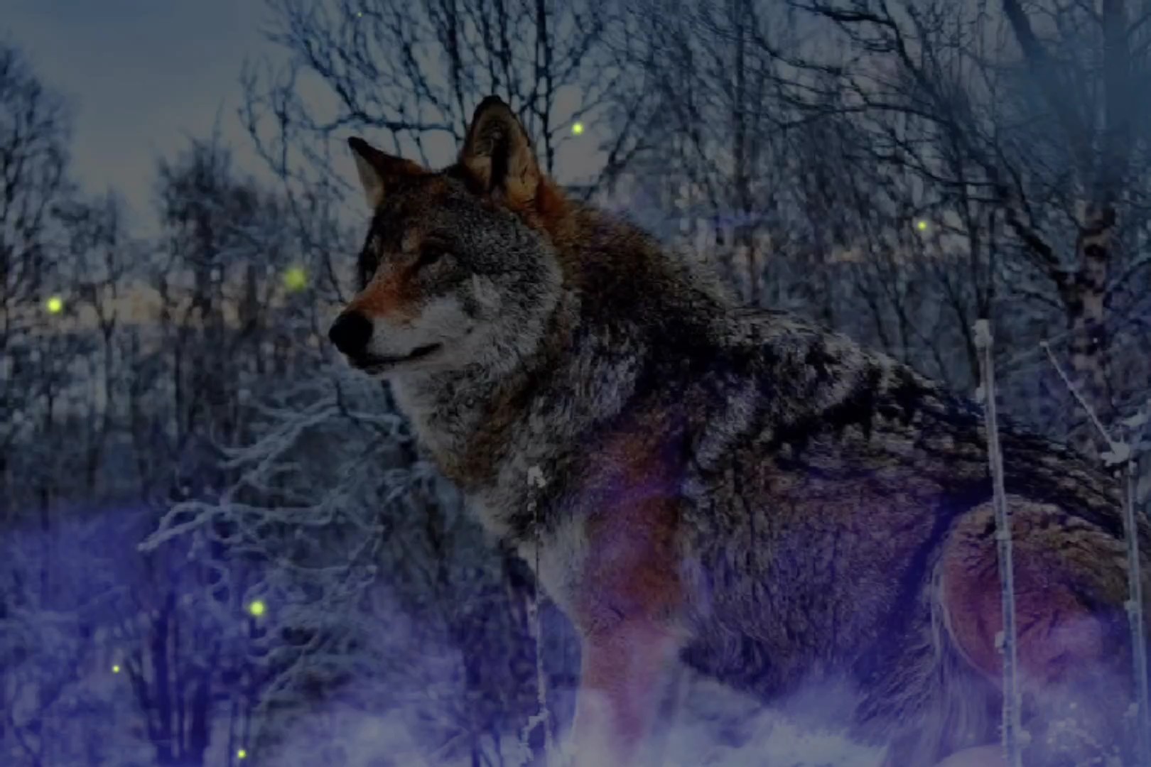 # lobo