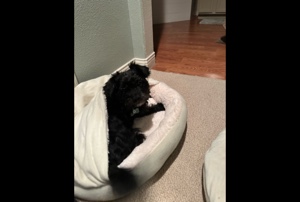 köpeğim büyüyor 