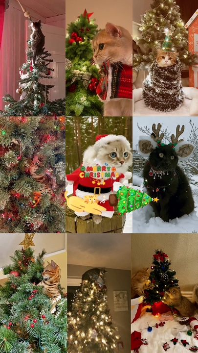 Navidad de gato 