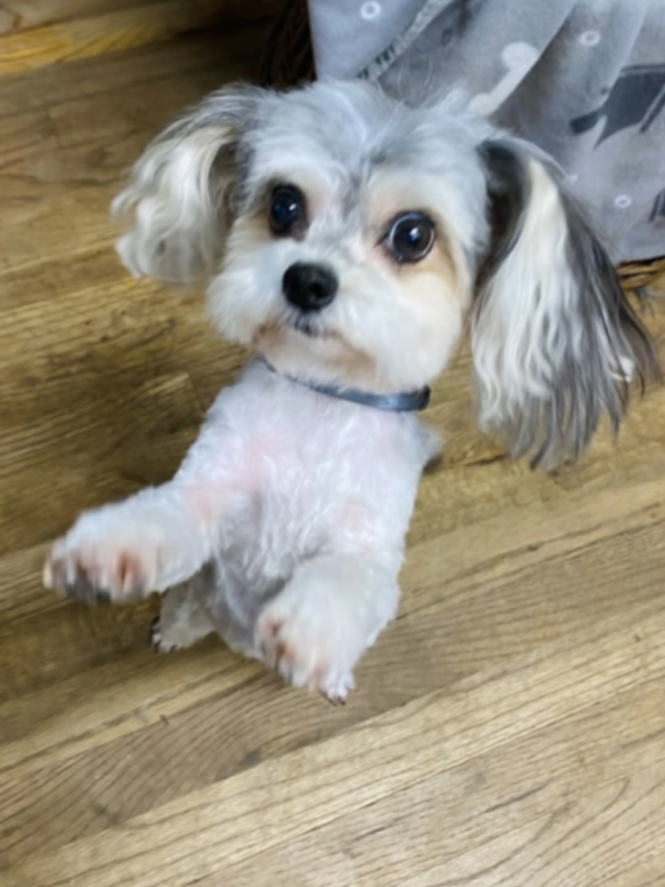 Perro de baile