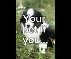 Your pet if you…