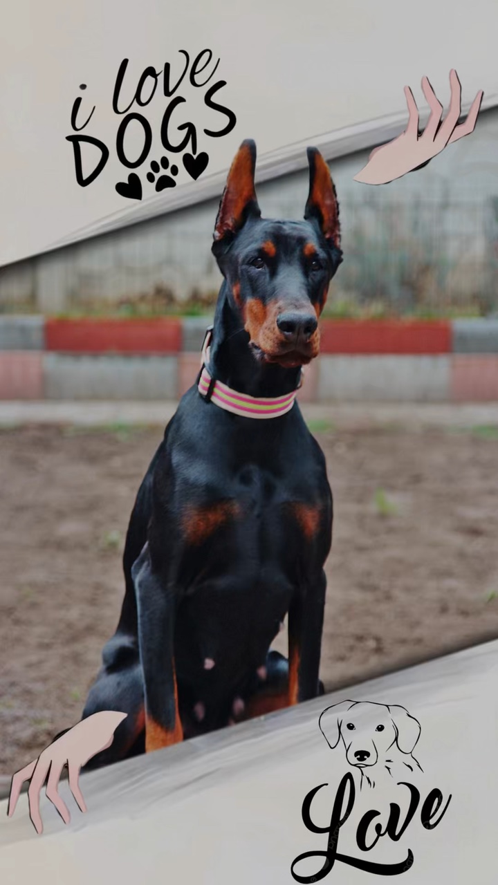 Ich❤️Hunde
