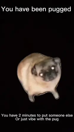 Pug