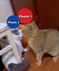 Cats fighting