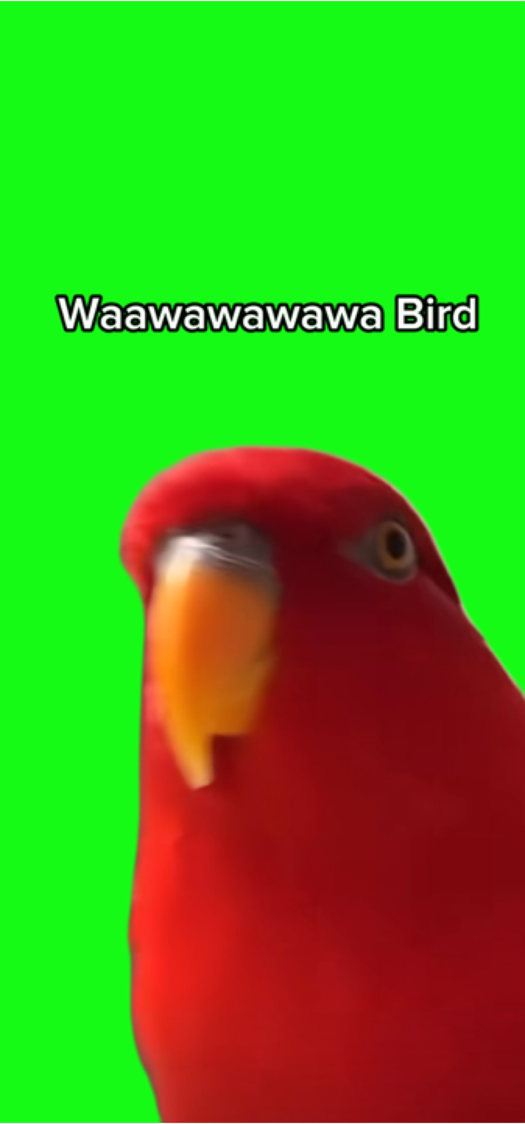 Waawawawaaa bird