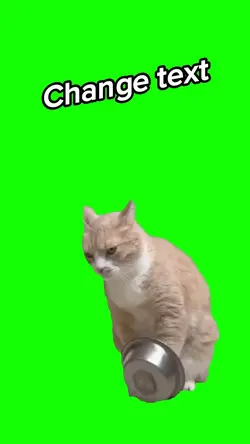 Hungry cat