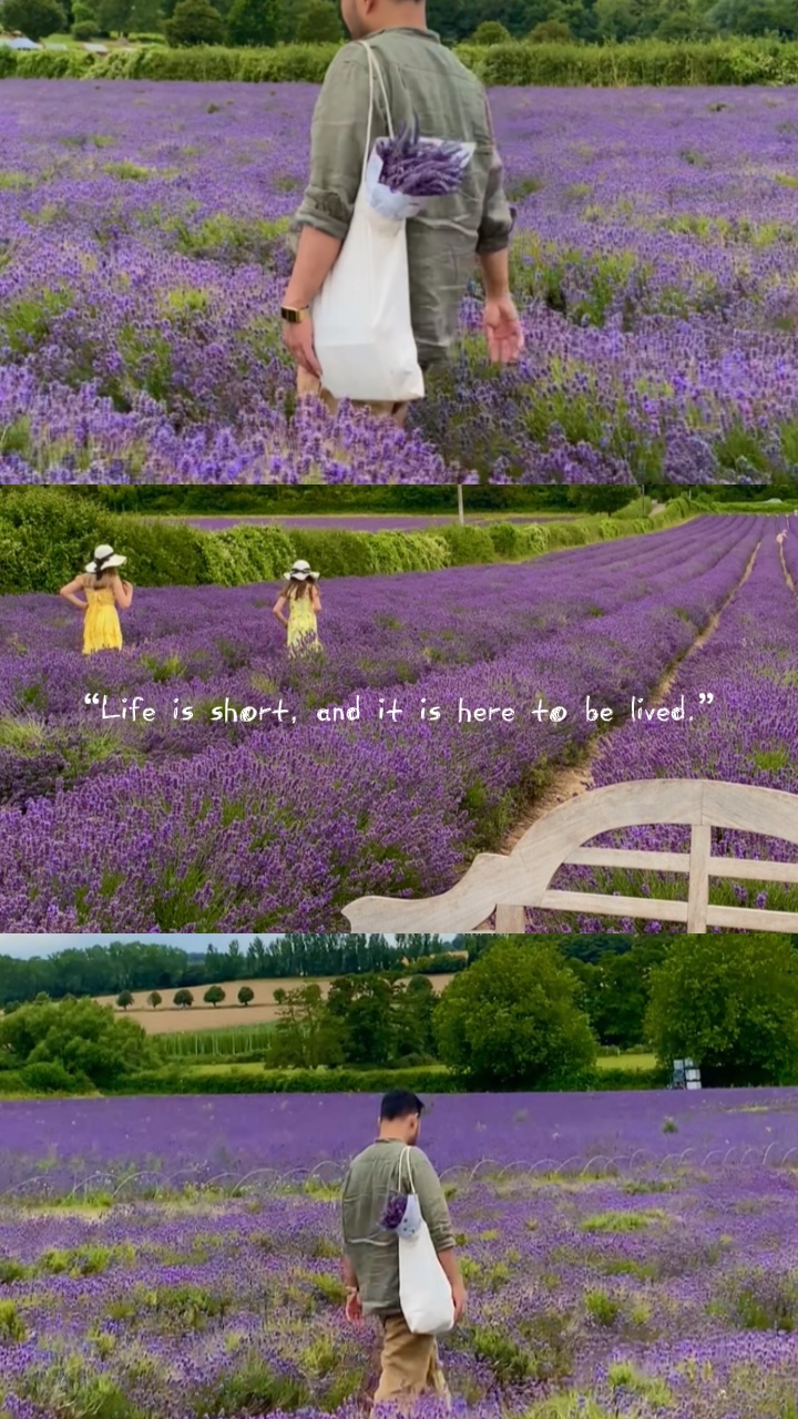 Lavender Dreams