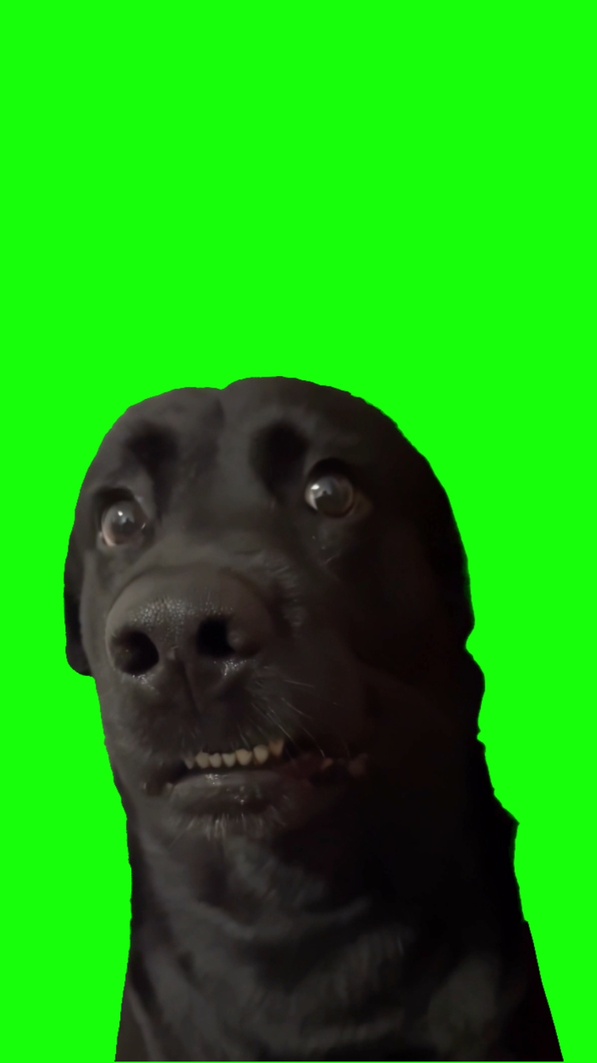 Verängstigter Hund
